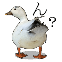 [LINEスタンプ] 小さいアヒルのブッチー