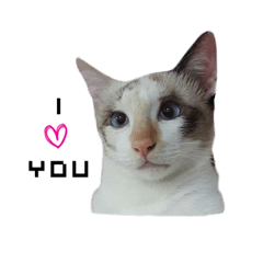 [LINEスタンプ] MABAEWCAT