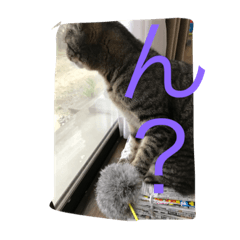 [LINEスタンプ] 猫と文字