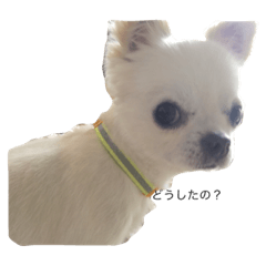 [LINEスタンプ] チわワ