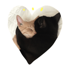 [LINEスタンプ] ねこねこ生活