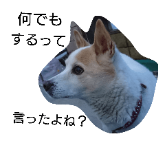 [LINEスタンプ] 小浜家の犬、ラッキー2