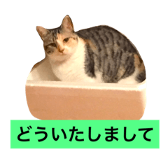 [LINEスタンプ] 短足マンチカン2