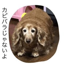 [LINEスタンプ] でぶ犬 みるく-2-