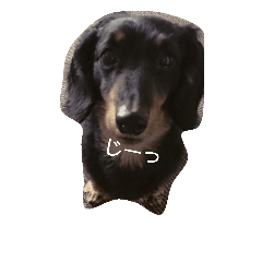 [LINEスタンプ] 短足犬まめ