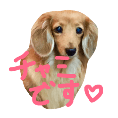 [LINEスタンプ] チャミちゃん