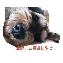 [LINEスタンプ] あたし、犬やし。(犬の気持ち・関西弁)