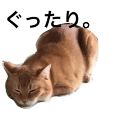 [LINEスタンプ] 我が家の猫達
