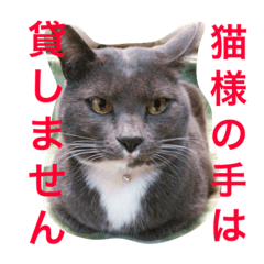 [LINEスタンプ] 豆猫様
