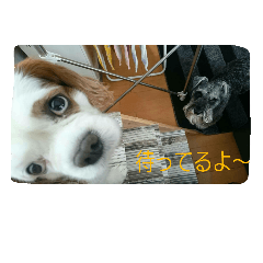 [LINEスタンプ] 我が家のお犬様