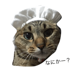 [LINEスタンプ] 我が家の愛猫トロをスタンプにしました♪