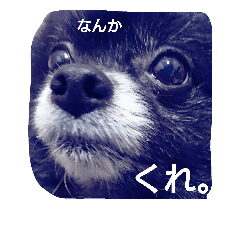 [LINEスタンプ] くろぽめれんたん