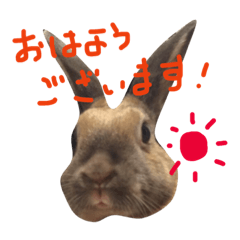 [LINEスタンプ] マダムラビット！おフランさん