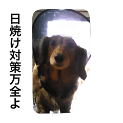 [LINEスタンプ] でぶ犬 みるく-3-