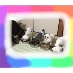 [LINEスタンプ] 岩月家のわんこたち