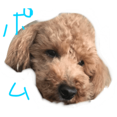 [LINEスタンプ] ポム