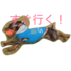 [LINEスタンプ] ミニピン あぶーちゃん
