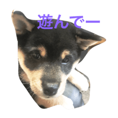 [LINEスタンプ] 小豆ちゃんスタンプ