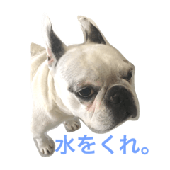 [LINEスタンプ] ムチムチきなこ