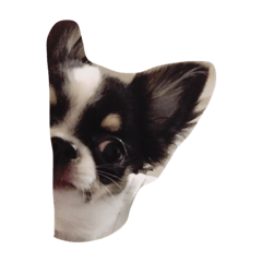 [LINEスタンプ] ちわわのイブ