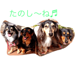 [LINEスタンプ] ダックス＆チワックスの日常使えるスタンプ