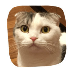 [LINEスタンプ] 我が家の3にゃんず