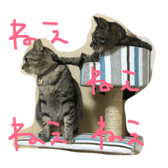 [LINEスタンプ] ごましおスタンプ＆赤飯