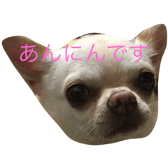 [LINEスタンプ] あんにん