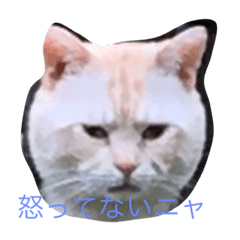 [LINEスタンプ] 団地ネコ