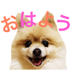 [LINEスタンプ] ポメラニアンのろーるちゃん