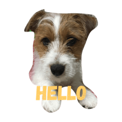 [LINEスタンプ] ジャックラッセルテリア2