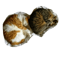 [LINEスタンプ] 猫とネコ