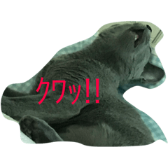 [LINEスタンプ] ねこといぬととり