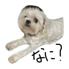 [LINEスタンプ] My dog(^^)