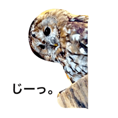 [LINEスタンプ] モリフクロウのまる♂