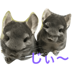 [LINEスタンプ] チラライフ