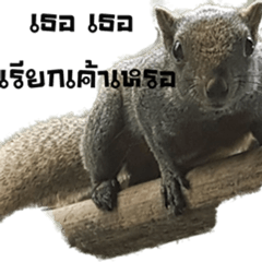 [LINEスタンプ] BananaSquirrel