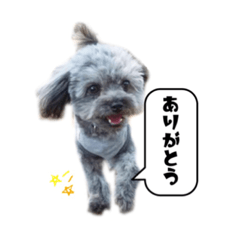 [LINEスタンプ] ポメプー 悟天②【実写版】
