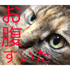 [LINEスタンプ] ねこたちその3
