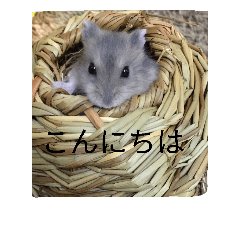 [LINEスタンプ] ウサハム