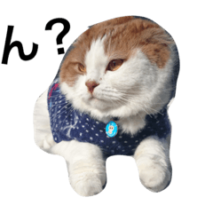 [LINEスタンプ] 猫のみぃくん=^x^=