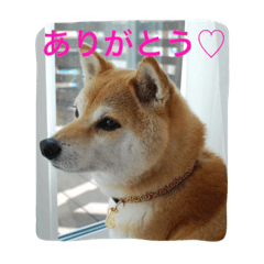 [LINEスタンプ] 柴わんこのHana2