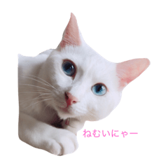 [LINEスタンプ] うちのにゃんこ達