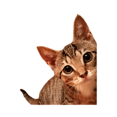 [LINEスタンプ] キジトラ猫 みん
