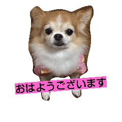 [LINEスタンプ] チワワの一茶