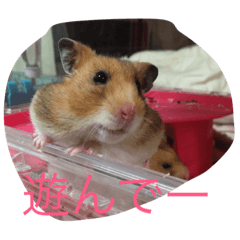 [LINEスタンプ] はむはむちゃんず
