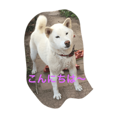 [LINEスタンプ] 白柴コテツ