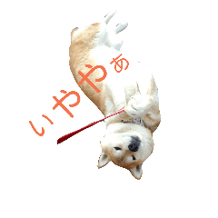 [LINEスタンプ] 柴コロンとオカメのクー