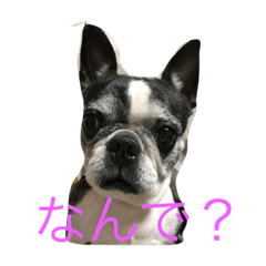 [LINEスタンプ] 雑なボステリ