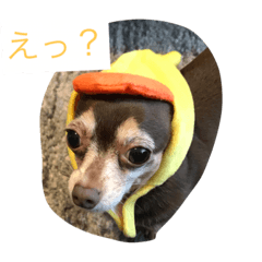 [LINEスタンプ] 動物スタンプ、チワックスの日常。